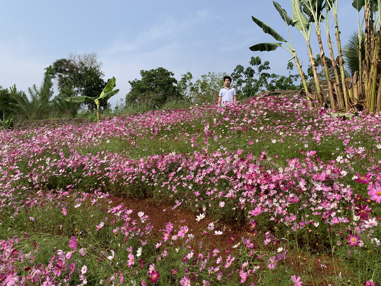 Đồi hoa sao nhái